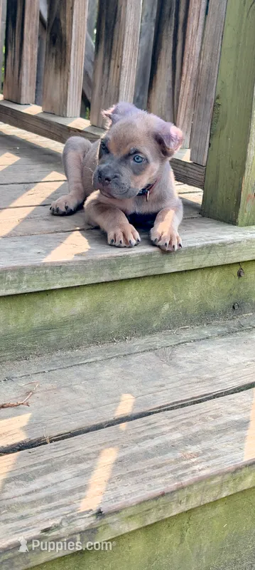 Manny – Cane Corso puppy for sale in Jackson, MI