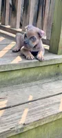 Manny, a male Cane Corso for sale in Jackson, MI – 3 of 10