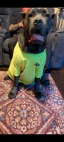 Green , a male Cane Corso for sale in Jackson, MI – 5 of 10