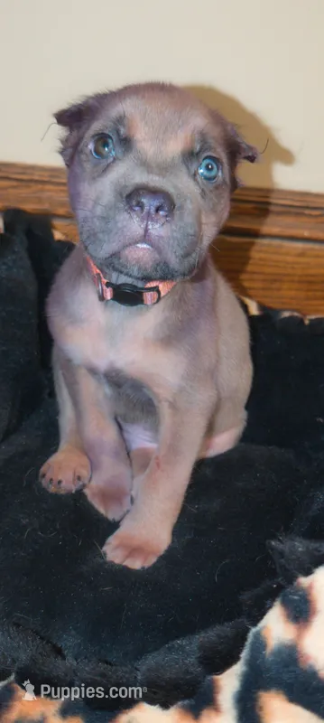 Manny – Cane Corso puppy for sale in Jackson, MI