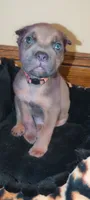 Manny, a male Cane Corso for sale in Jackson, MI – 7 of 10