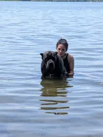 Zorro, a male Cane Corso for sale in Jackson, MI – 8 of 8