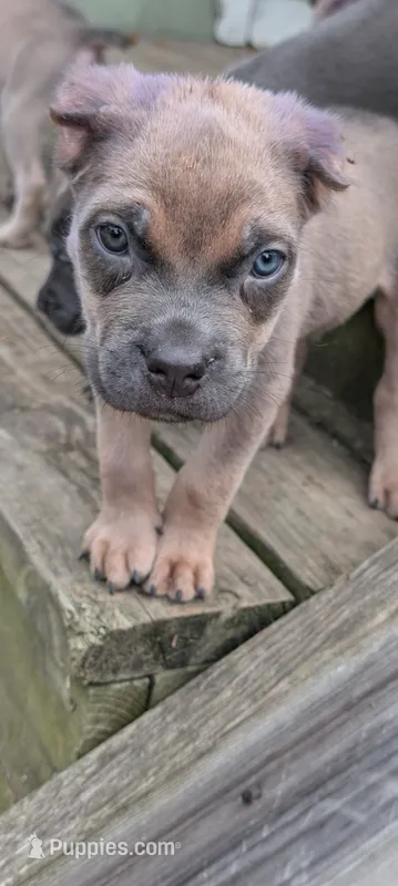 Manny – Cane Corso puppy for sale in Jackson, MI