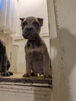 Manny, a male Cane Corso for sale in Jackson, MI – 2 of 10