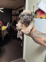 Purple , a female Cane Corso for sale in Jackson, MI – 5 of 10