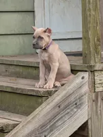 Purple , a female Cane Corso for sale in Jackson, MI – 2 of 10