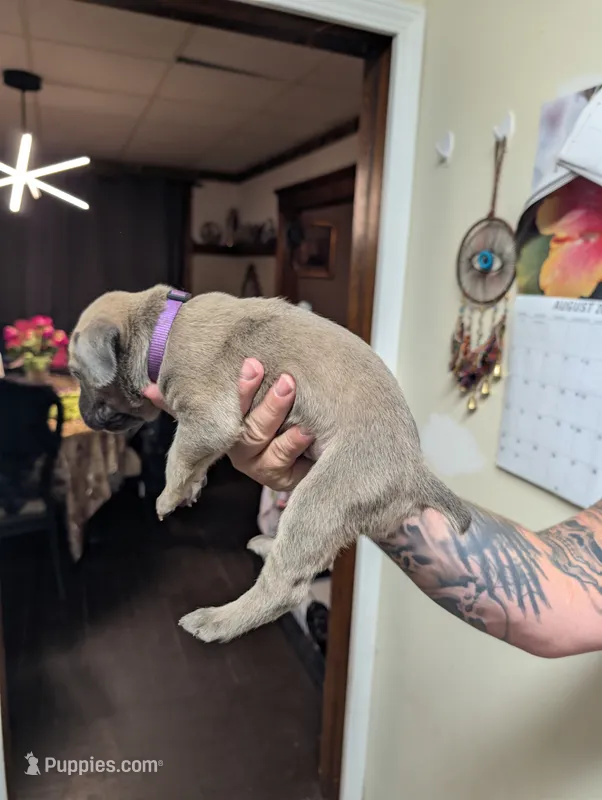 Purple  – Cane Corso puppy for sale in Jackson, MI