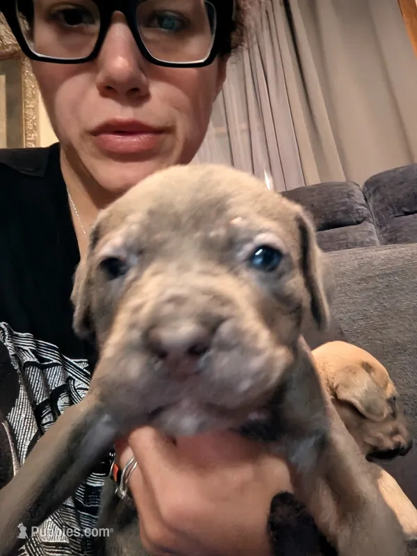 Manny – Cane Corso puppy for sale in Jackson, MI