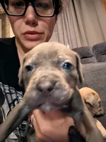 Manny, a male Cane Corso for sale in Jackson, MI – 1 of 10