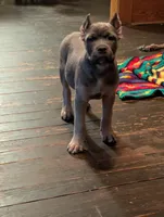 Zorro, a male Cane Corso for sale in Jackson, MI – 9 of 9