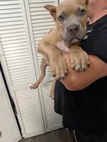 Titan, a male Cane Corso for sale in Jackson, MI – 5 of 7