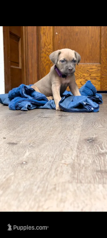 Purple  – Cane Corso puppy for sale in Jackson, MI