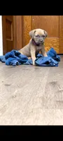 Purple , a female Cane Corso for sale in Jackson, MI – 4 of 10