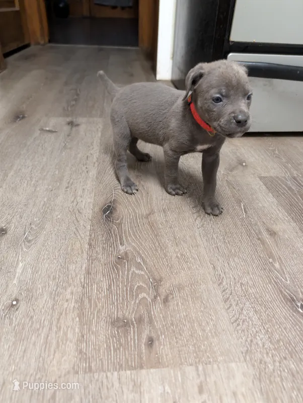 Red – Cane Corso puppy for sale in Jackson, MI