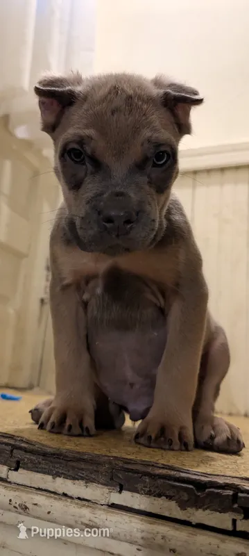 Manny – Cane Corso puppy for sale in Jackson, MI
