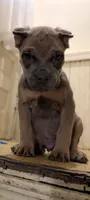 Manny, a male Cane Corso for sale in Jackson, MI – 1 of 10