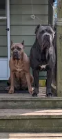 Green , a male Cane Corso for sale in Jackson, MI – 4 of 10