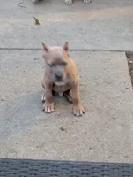 Titan, a male Cane Corso for sale in Jackson, MI – 3 of 7