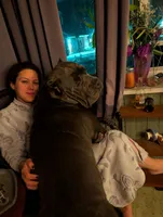 Titan, a male Cane Corso for sale in Jackson, MI – 7 of 7