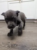 Red, a female Cane Corso for sale in Jackson, MI – 2 of 10
