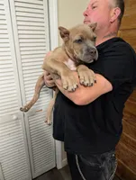 Titan, a male Cane Corso for sale in Jackson, MI – 4 of 7