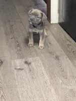 Zorro, a male Cane Corso for sale in Jackson, MI – 5 of 8
