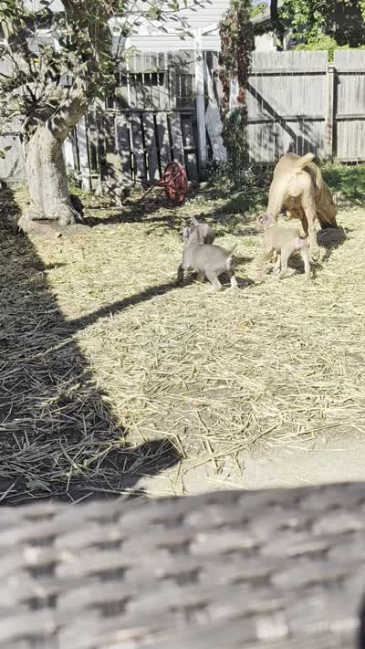 Manny, a male Cane Corso for sale in Jackson, MI – 10 of 10