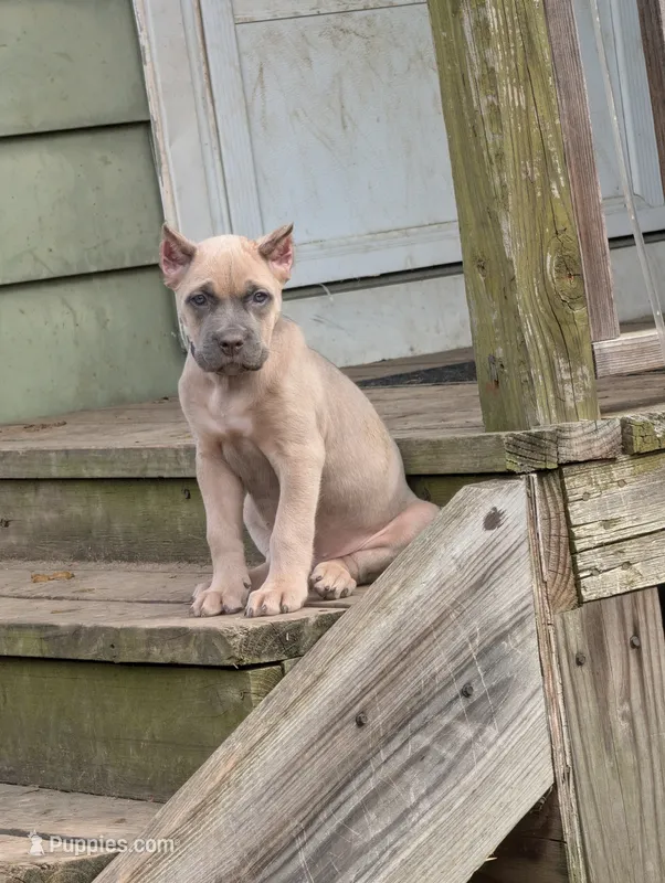 Purple  – Cane Corso puppy for sale in Jackson, MI