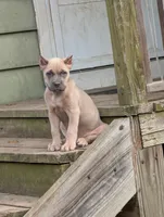 Purple , a female Cane Corso for sale in Jackson, MI – 1 of 10