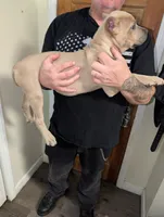 Summer , a female Cane Corso for sale in Jackson, MI – 3 of 5