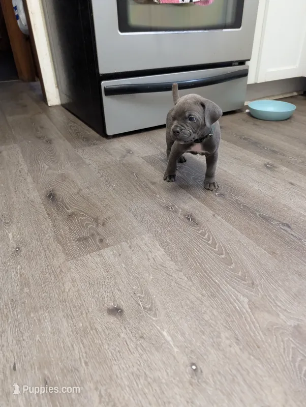 Cash – Cane Corso puppy for sale in Jackson, MI