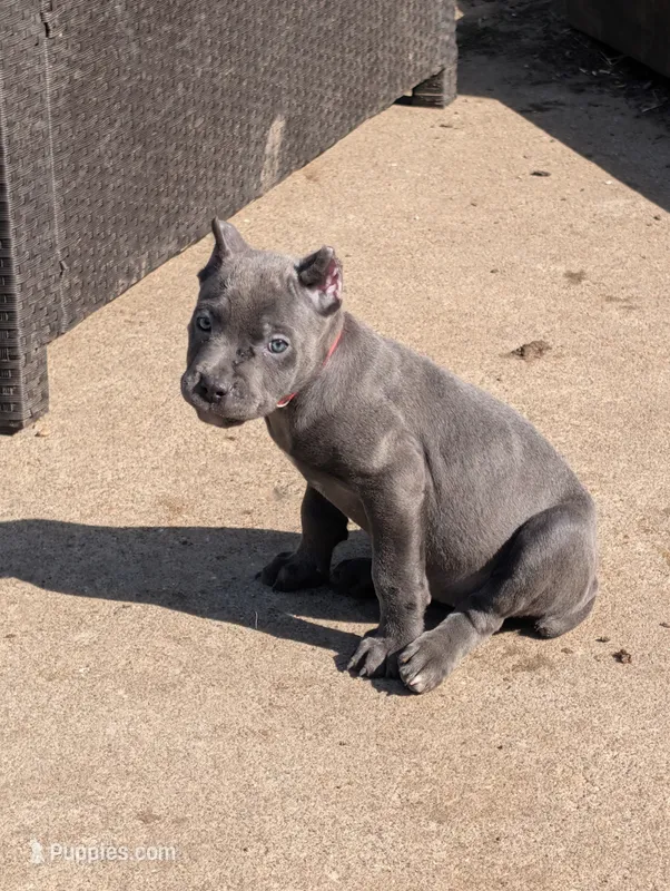 Red – Cane Corso puppy for sale in Jackson, MI