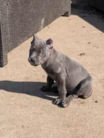 Red, a female Cane Corso for sale in Jackson, MI – 1 of 10