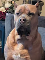 Titan, a male Cane Corso for sale in Jackson, MI – 6 of 7