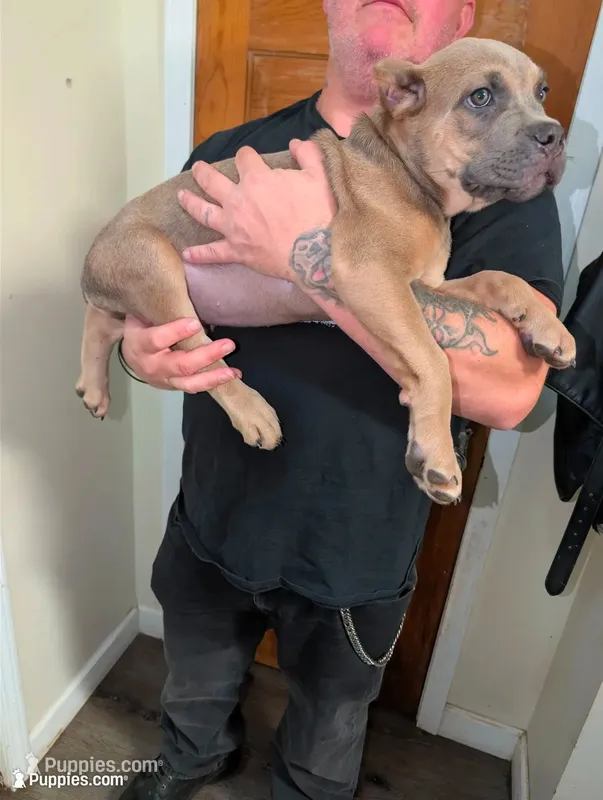 Manny – Cane Corso puppy for sale in Jackson, MI