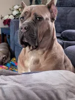 Green , a male Cane Corso for sale in Jackson, MI – 6 of 10