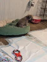 Purple , a female Cane Corso for sale in Jackson, MI – 3 of 10