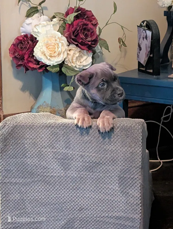 Zorro – Cane Corso puppy for sale in Jackson, MI