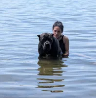 Manny, a male Cane Corso for sale in Jackson, MI – 8 of 10