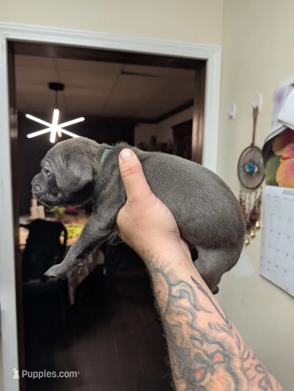 Green  – Cane Corso puppy for sale in Jackson, MI