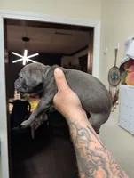 Green , a male Cane Corso for sale in Jackson, MI – 1 of 10