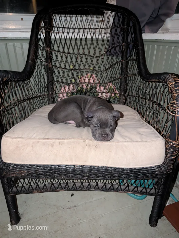 Cash – Cane Corso puppy for sale in Jackson, MI