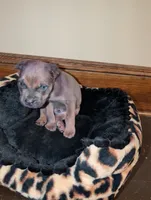 Manny, a male Cane Corso for sale in Jackson, MI – 4 of 10