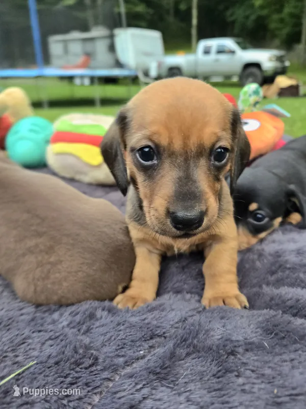 Declan  – Miniature Dachshund puppy for sale in Glen Lyon, PA