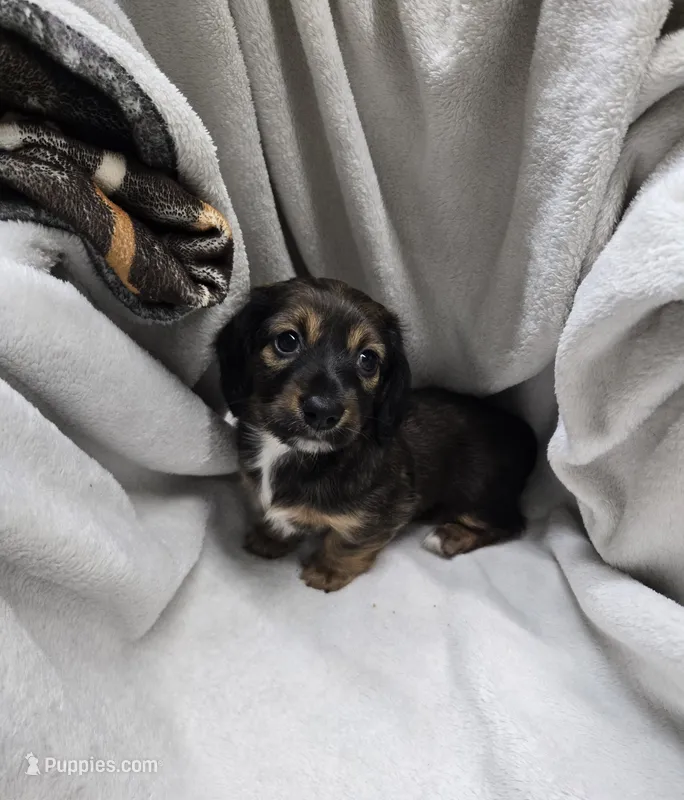 Danika – Miniature Dachshund puppy for sale in Glen Lyon, PA
