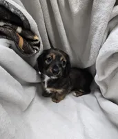Danika, a female Miniature Dachshund for sale in Glen Lyon, PA – 1 of 1