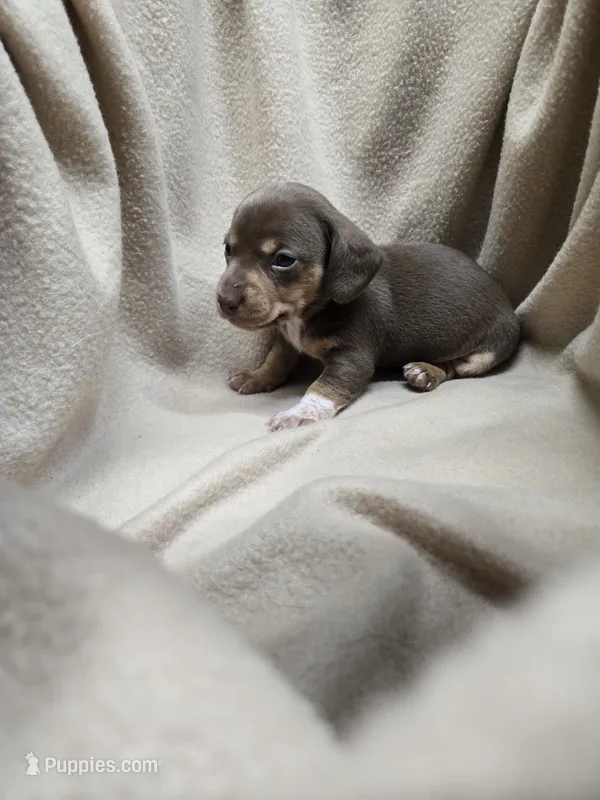 Juniper – Miniature Dachshund puppy for sale in Glen Lyon, PA