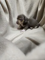 Juniper, a female Miniature Dachshund for sale in Glen Lyon, PA – 1 of 1