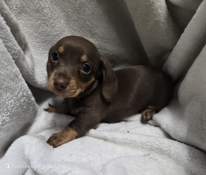Ruhn – Miniature Dachshund puppy for sale in Glen Lyon, PA