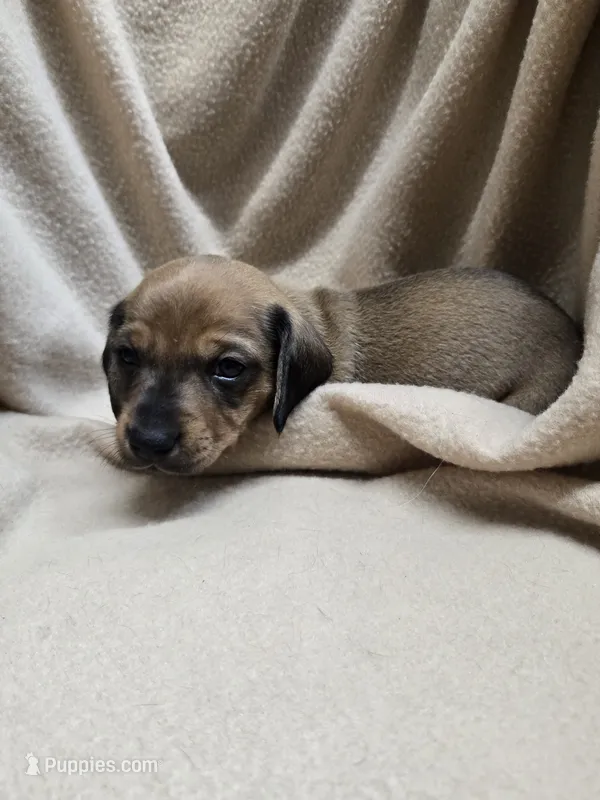 Declan  – Miniature Dachshund puppy for sale in Glen Lyon, PA